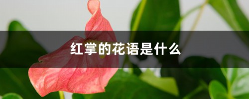 红掌的花语是什么