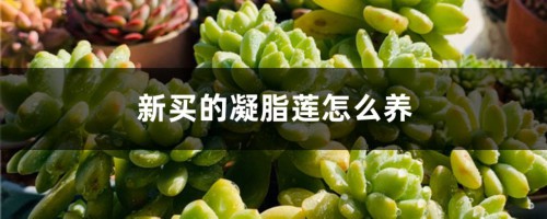 新买的凝脂莲怎么养