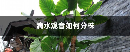 滴水观音如何分株，滴水观音分株上盆后需浇水吗