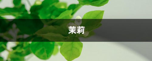 养盆茉莉在家中，不仅能闻清香，花朵风干后还能泡茶喝！