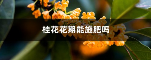 桂花花期能施肥吗，开花时怎么浇水