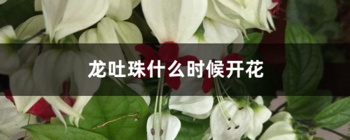 龙吐珠什么时候开花