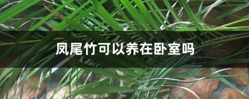 凤尾竹可以养在卧室吗