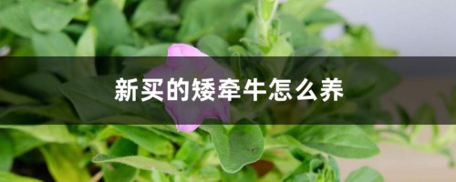 新买的矮牵牛怎么养