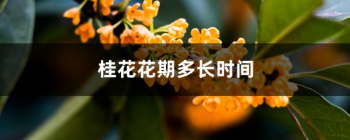 桂花花期多长时间