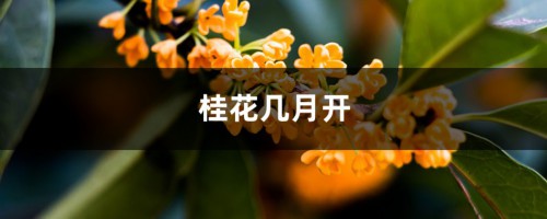 桂花几月开