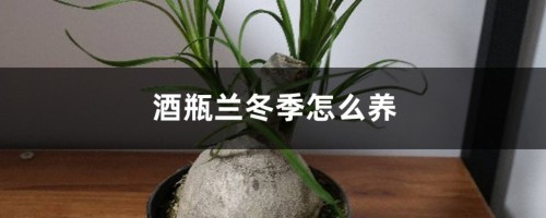 酒瓶兰冬季怎么养