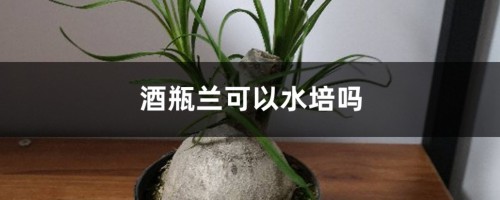 酒瓶兰可以水培吗