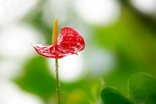 水晶花烛的养殖方法及注意事项