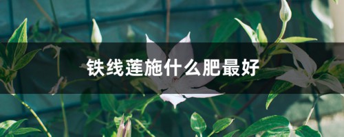 铁线莲施什么肥最好