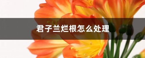 君子兰烂根怎么处理