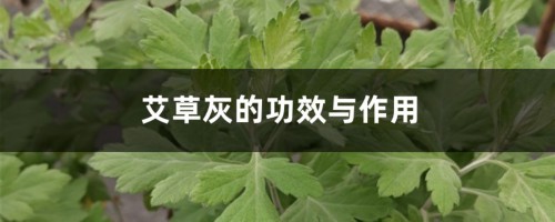 艾草灰的功效与作用，艾草灰能祛痘吗