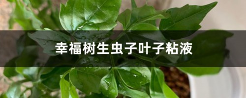 幸福树叶子有粘液如何解决