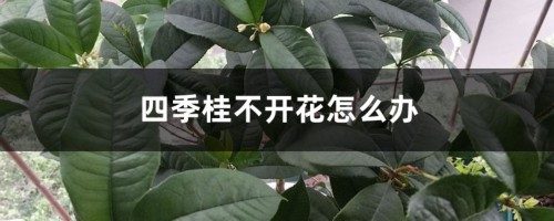 四季桂不开花怎么办