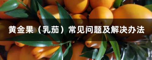 黄金果（乳茄）常见问题及解决办法