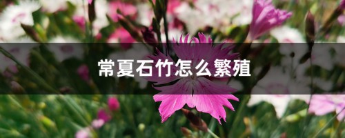 常夏石竹怎么繁殖