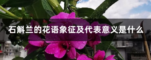 石斛兰的花语象征及代表意义是什么