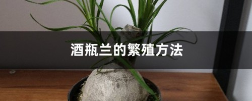 酒瓶兰的繁殖方法